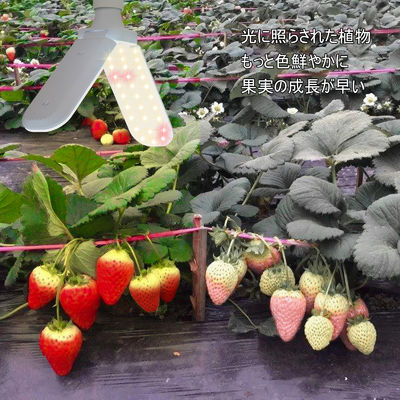 Компактный светодиодный свет для роста растений с полным спектром + 660 нм и водонепроницаемым IP68 для роста растений в помещениях