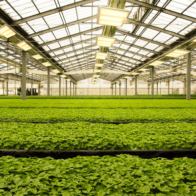 600w HPS 4x4 Grow Light Лампа растений способствует цветению и плодоношению